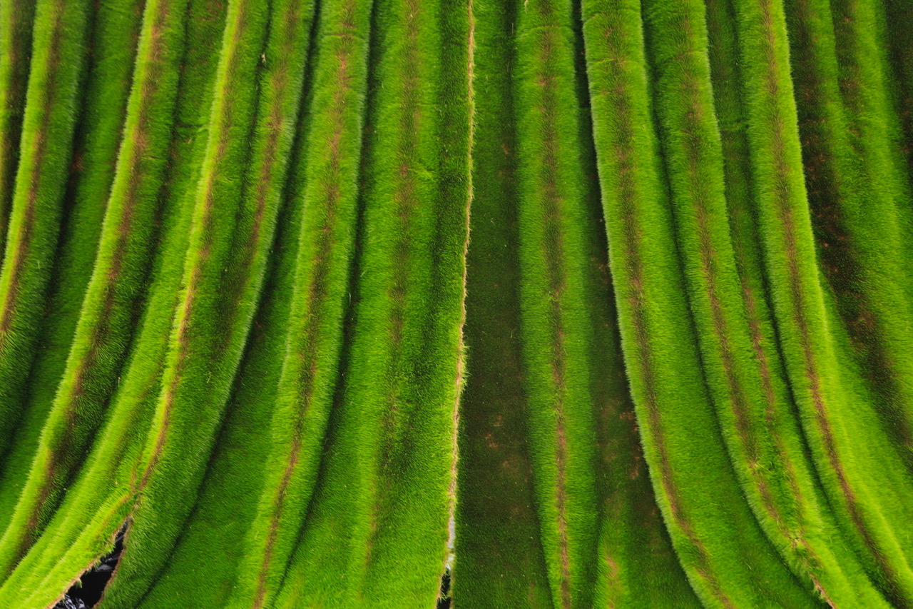 close up gras drapes lr