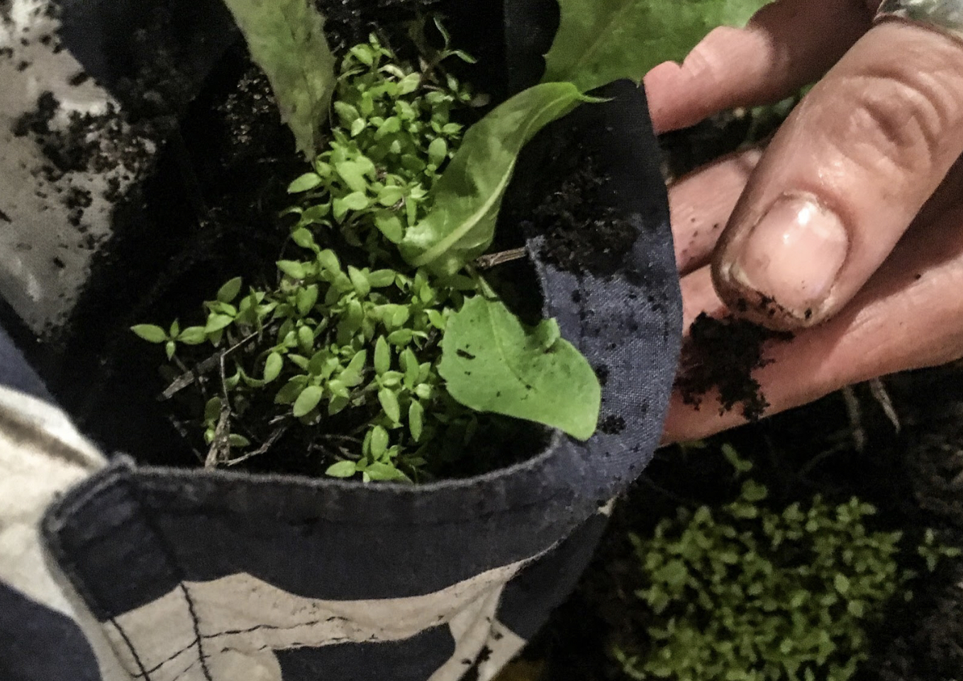 Planting image - fingers in the Earth